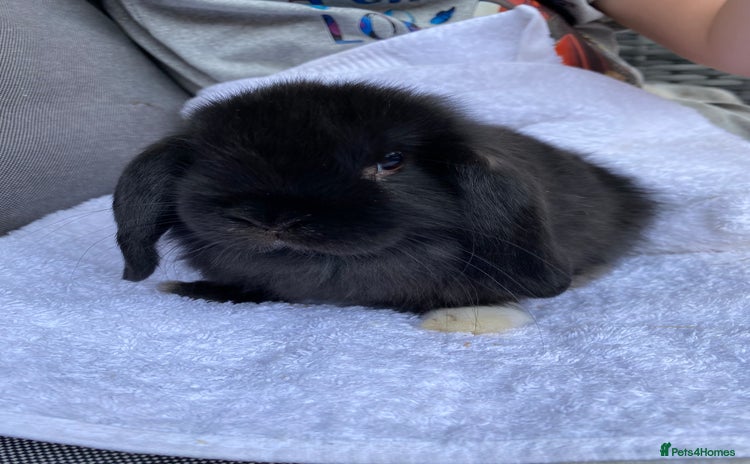 Mini Lop rabbits - Advert 1