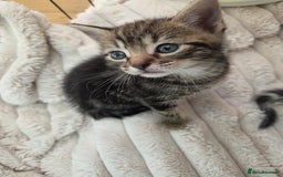 Mixed Breed cats for sale: 6 beautiful kittens left for sale  - Image 12
