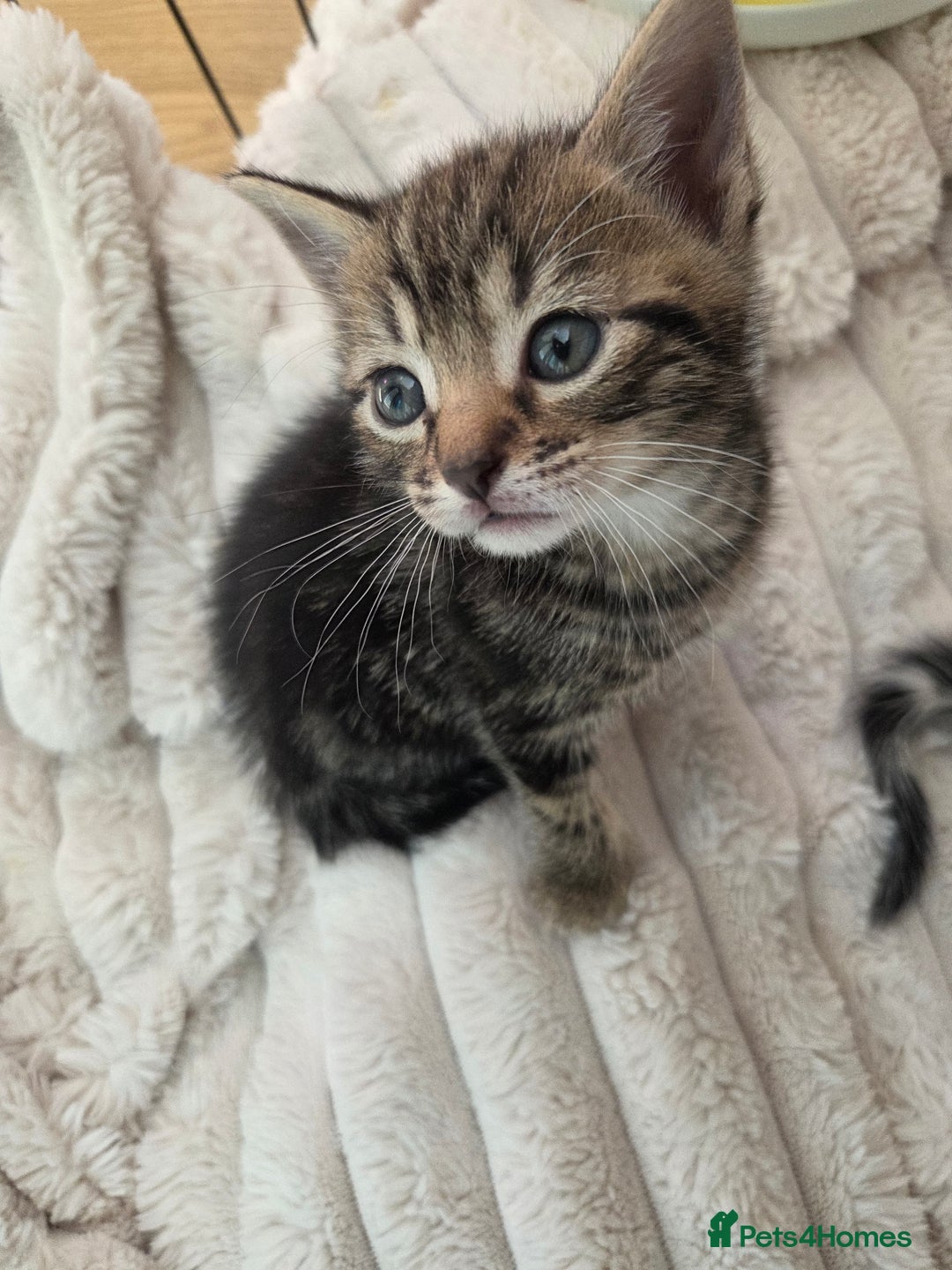 Mixed Breed cats for sale: 6 beautiful kittens left for sale  - Image 12