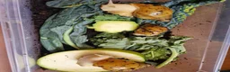 Snails invertebrates for sale: Giant Albino African Land Snail Babies  - Advert 11