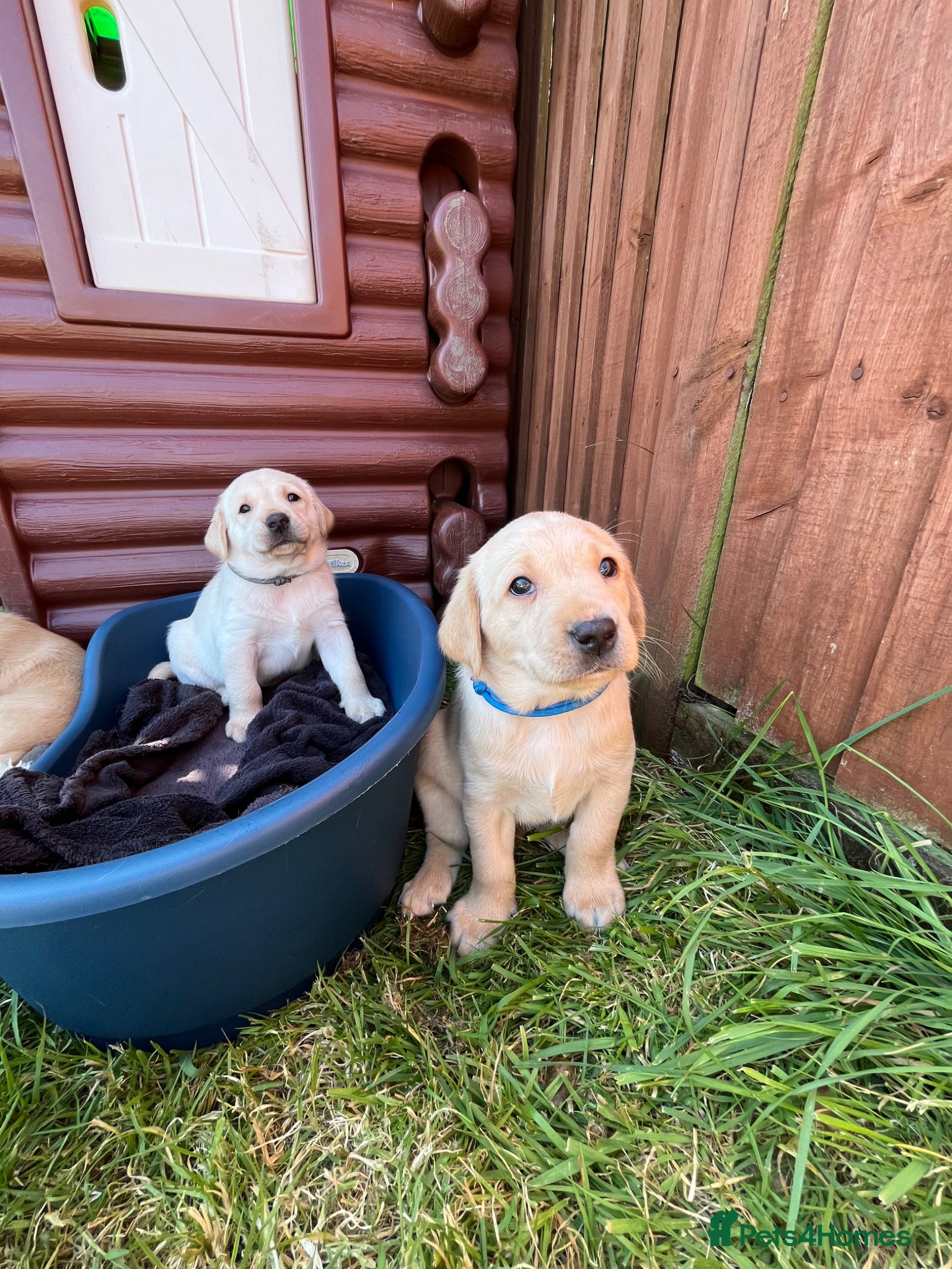 Labrador Retriever dogs KC registered working Labrador puppies  - Advert 14