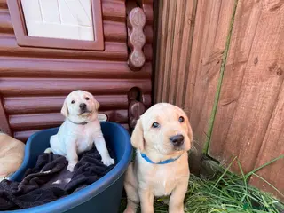 Labrador Retriever dogs KC registered working Labrador puppies - Advert 14