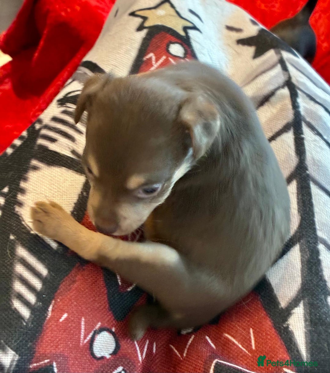 Jack Russell dogs for sale: Miniature Jack Russel Pups for sale - Advert 19