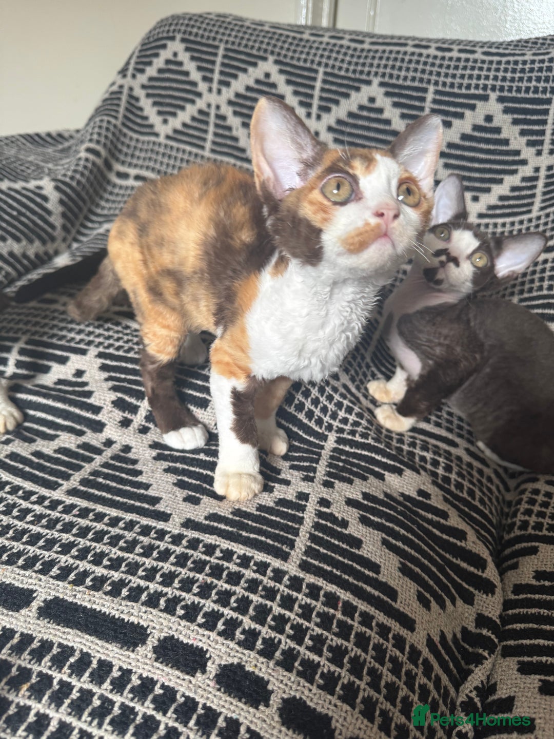 Devon Rex cats for sale: 1 girl left Devon Rex Kittens – Exceptional Type  in Stamford - Image 22