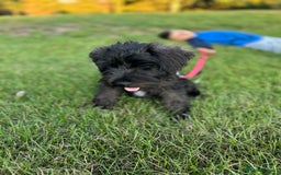 Miniature Schnauzer dogs for sale: Lovely KC Mini Schnauzer 4 months Fully Vaccinated - Image 11