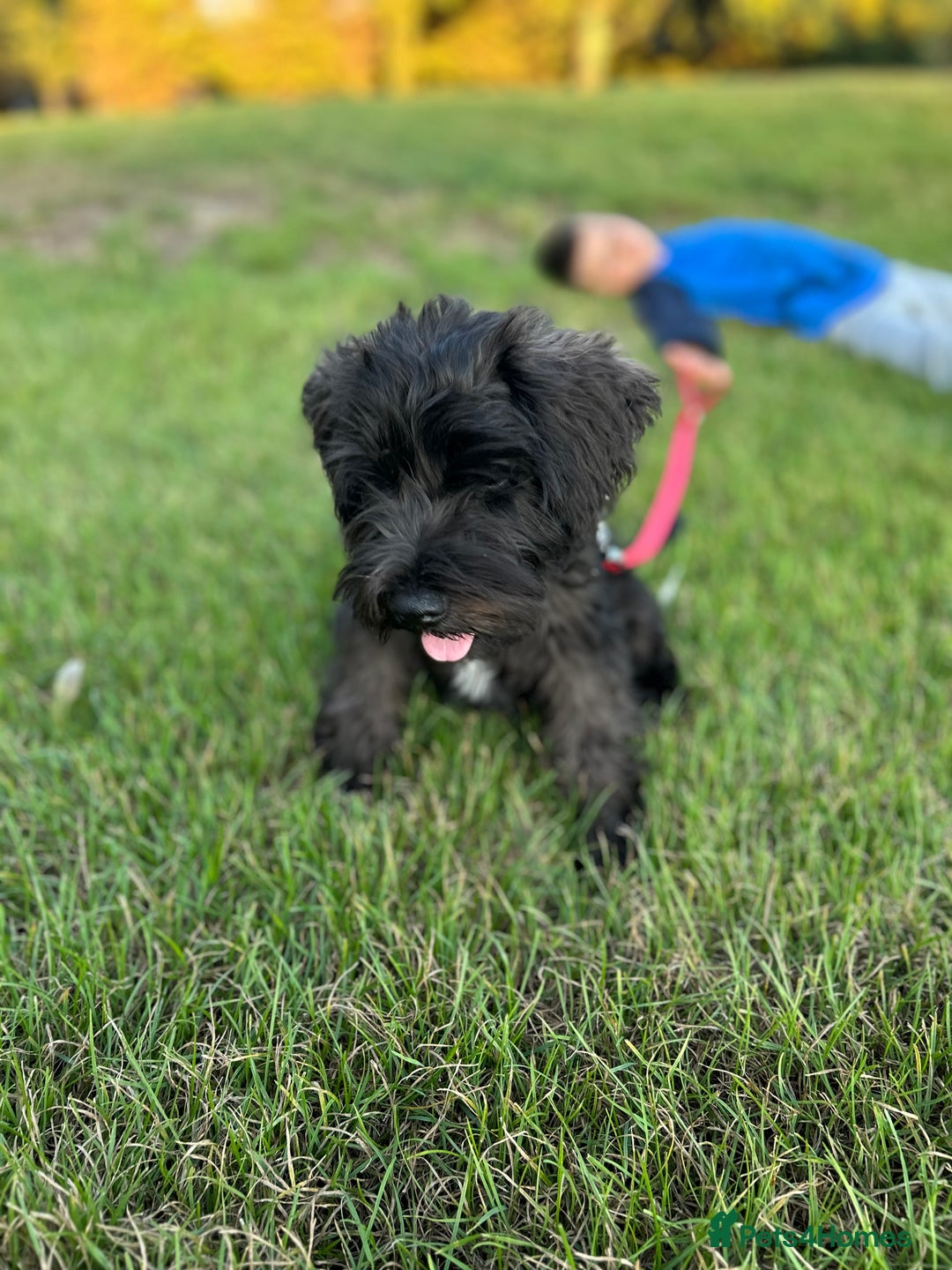 Miniature Schnauzer dogs for sale: Lovely KC Mini Schnauzer 4 months Fully Vaccinated - Image 11