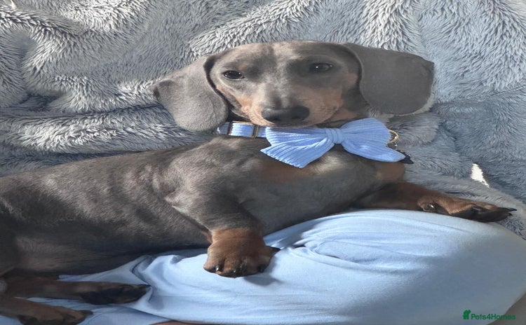 Miniature Dachshund dogs - Advert 1