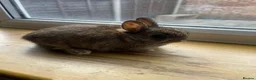 Netherland Dwarf rabbits for sale: Pure Netherland Dwarf in London - Advert 9