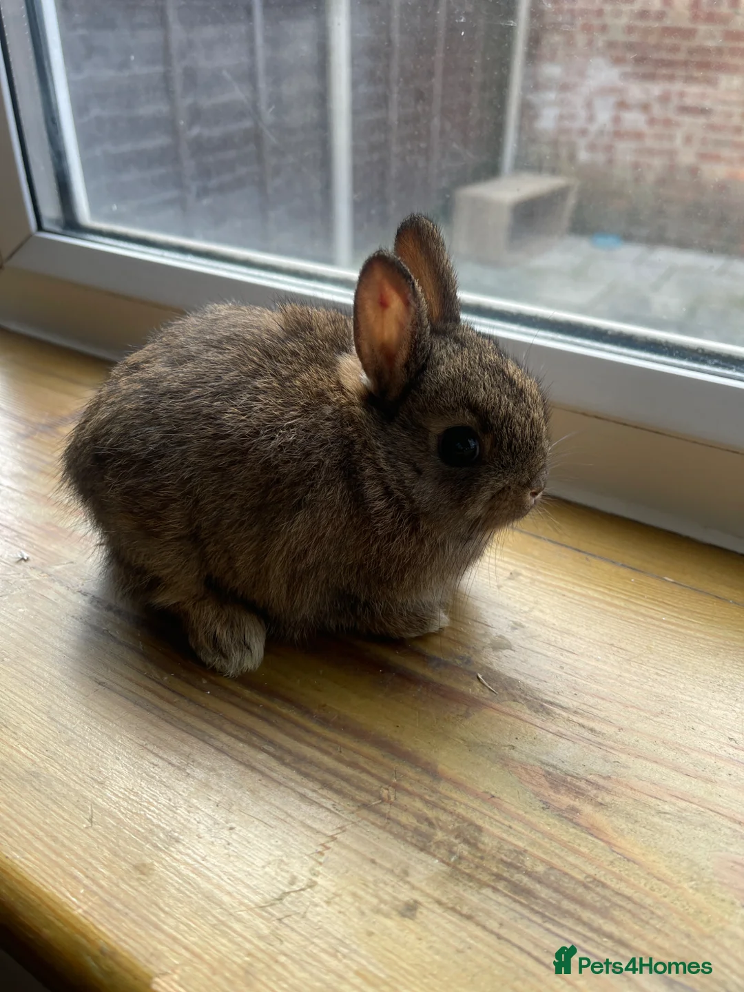 Netherland Dwarf rabbits for sale: Pure Netherland Dwarf in London - Advert 9