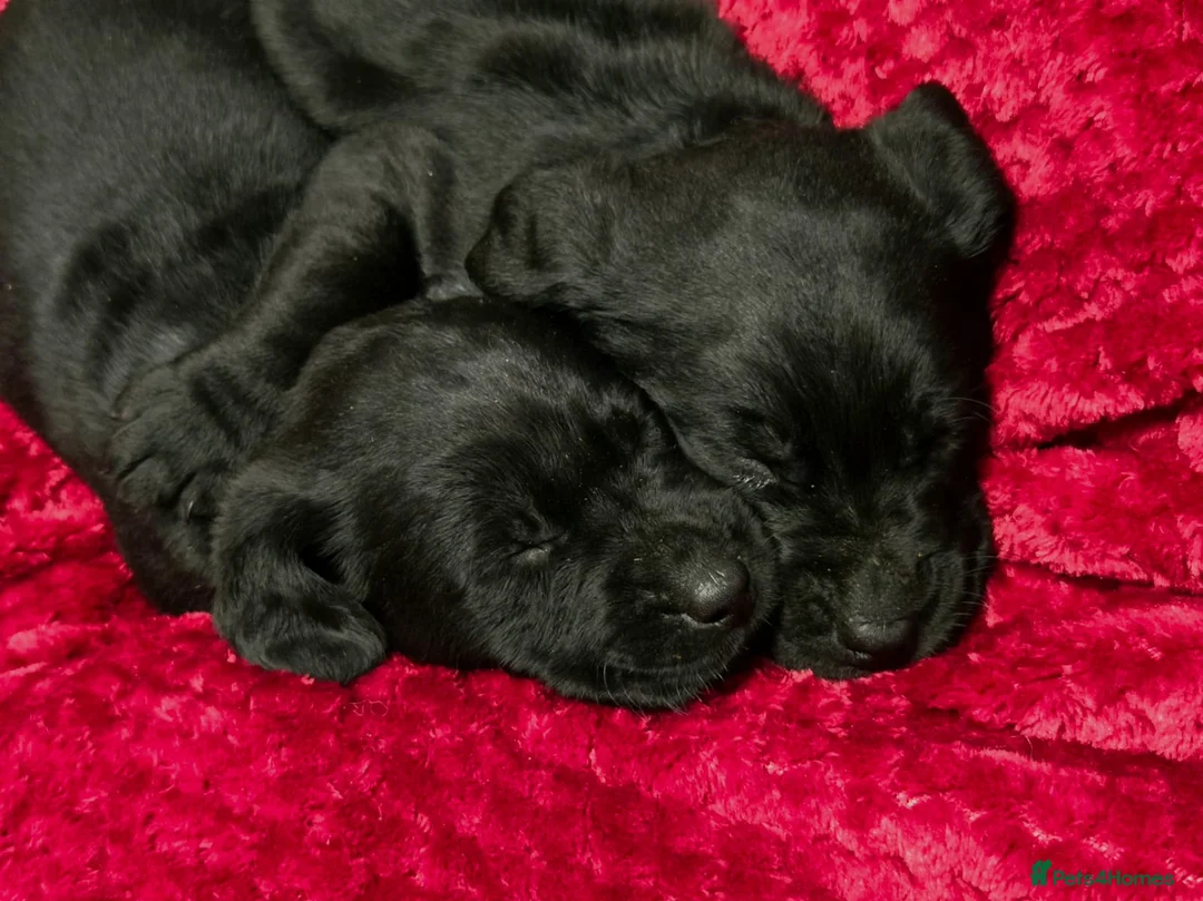 Labrador Retriever dogs for sale: Black Labrador Puppies  - Advert 9