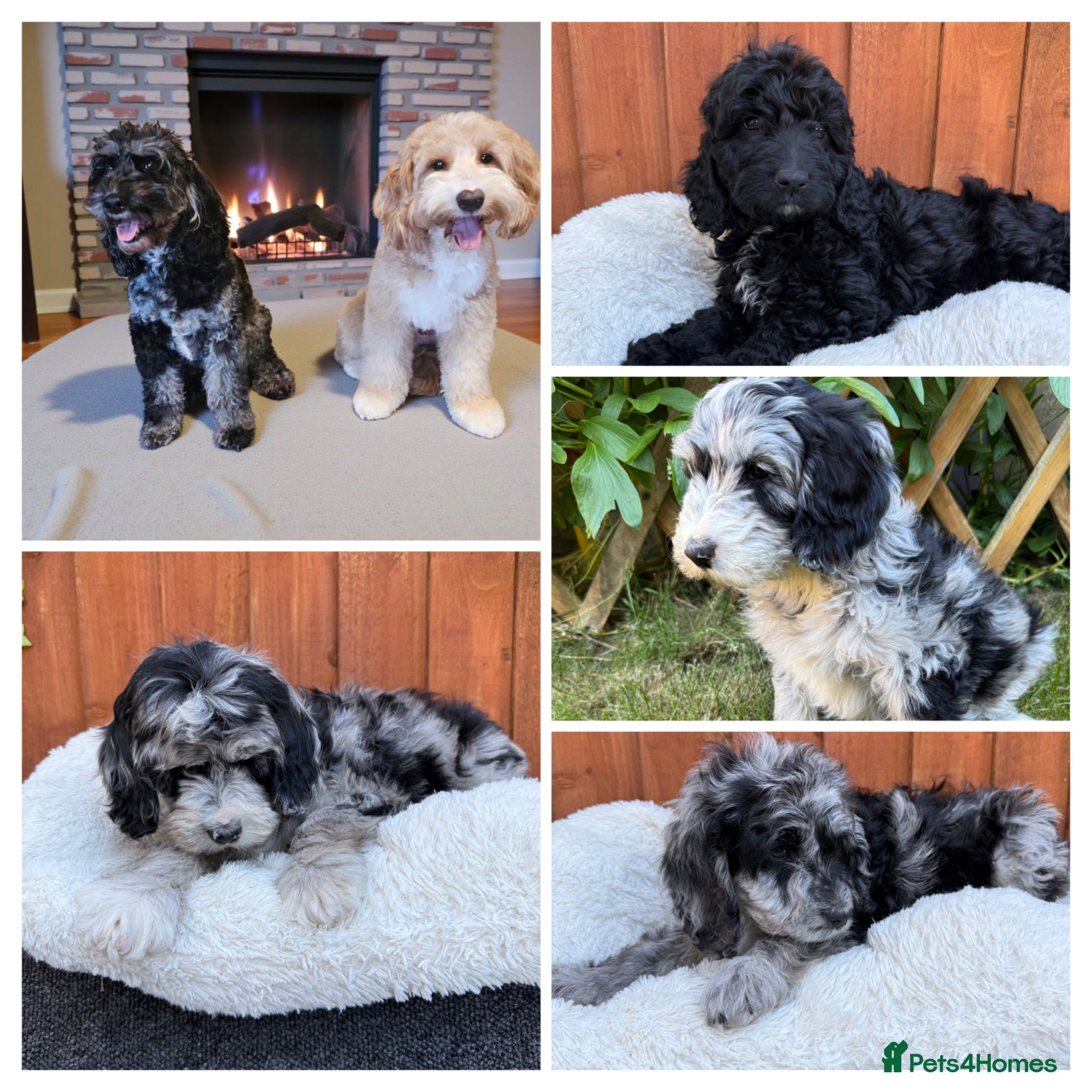 Australian Labradoodle dogs AUSTRALIAN LABRADOODLE  - Advert 1