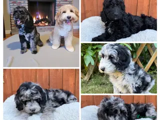 Australian Labradoodle dogs AUSTRALIAN LABRADOODLE - Advert 1