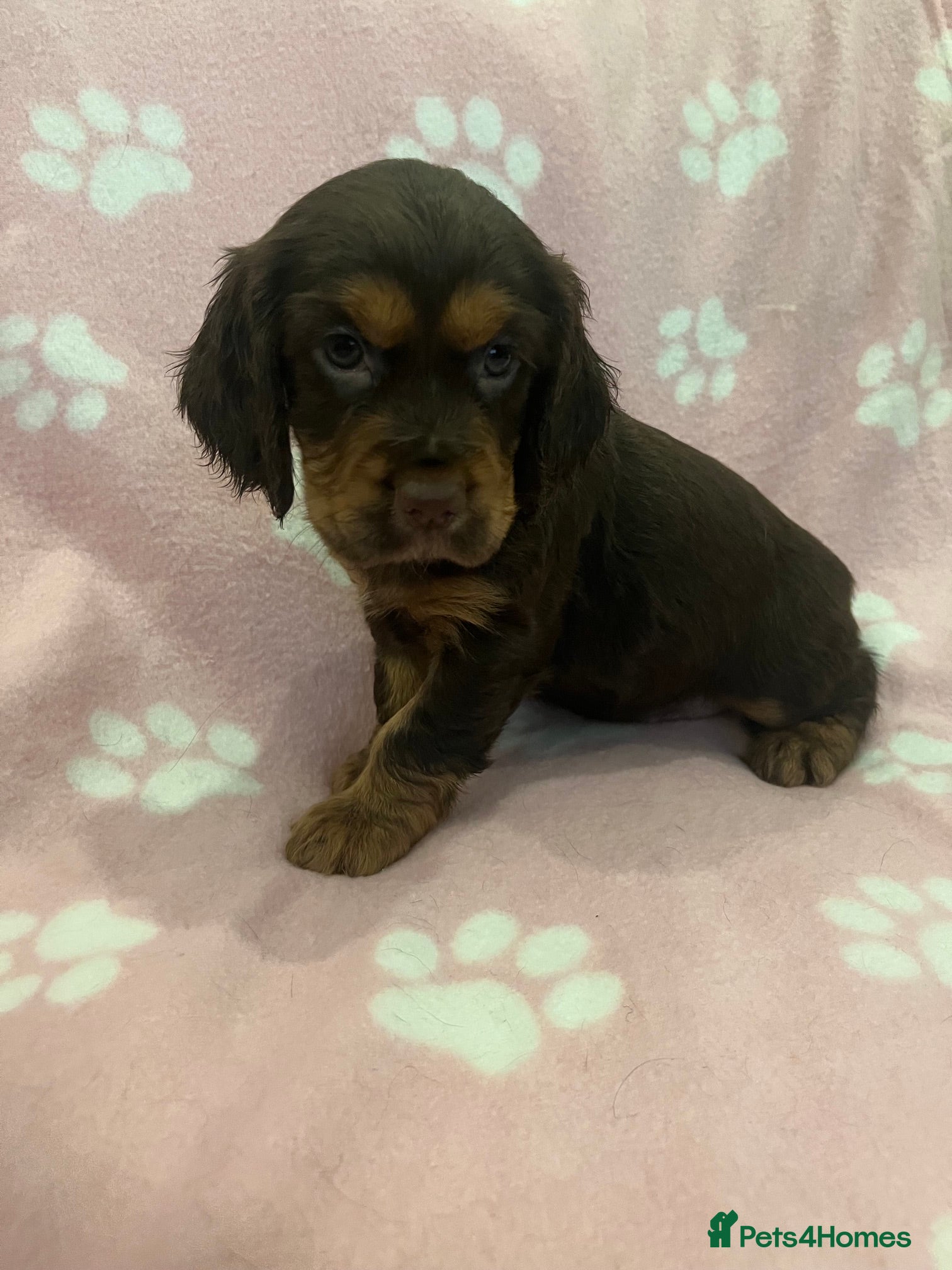 Cocker Spaniel dogs Kc Reg Brown/Tan And TriColour Working Cocker Pups - Advert 2