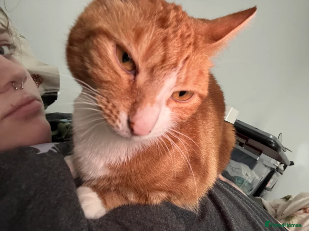 Mixed Breed cats for sale: Marla cat she’s 3 not 2 I can’t change  - Advert 11