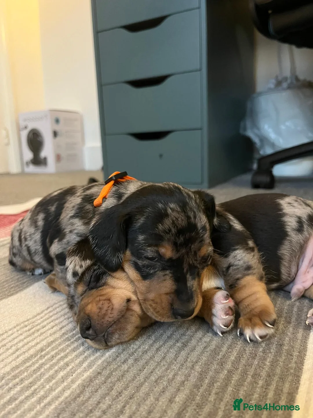 Jackshund dogs for sale: A stunning Jack Russell Terrier and Dachshund mix. - Advert 38