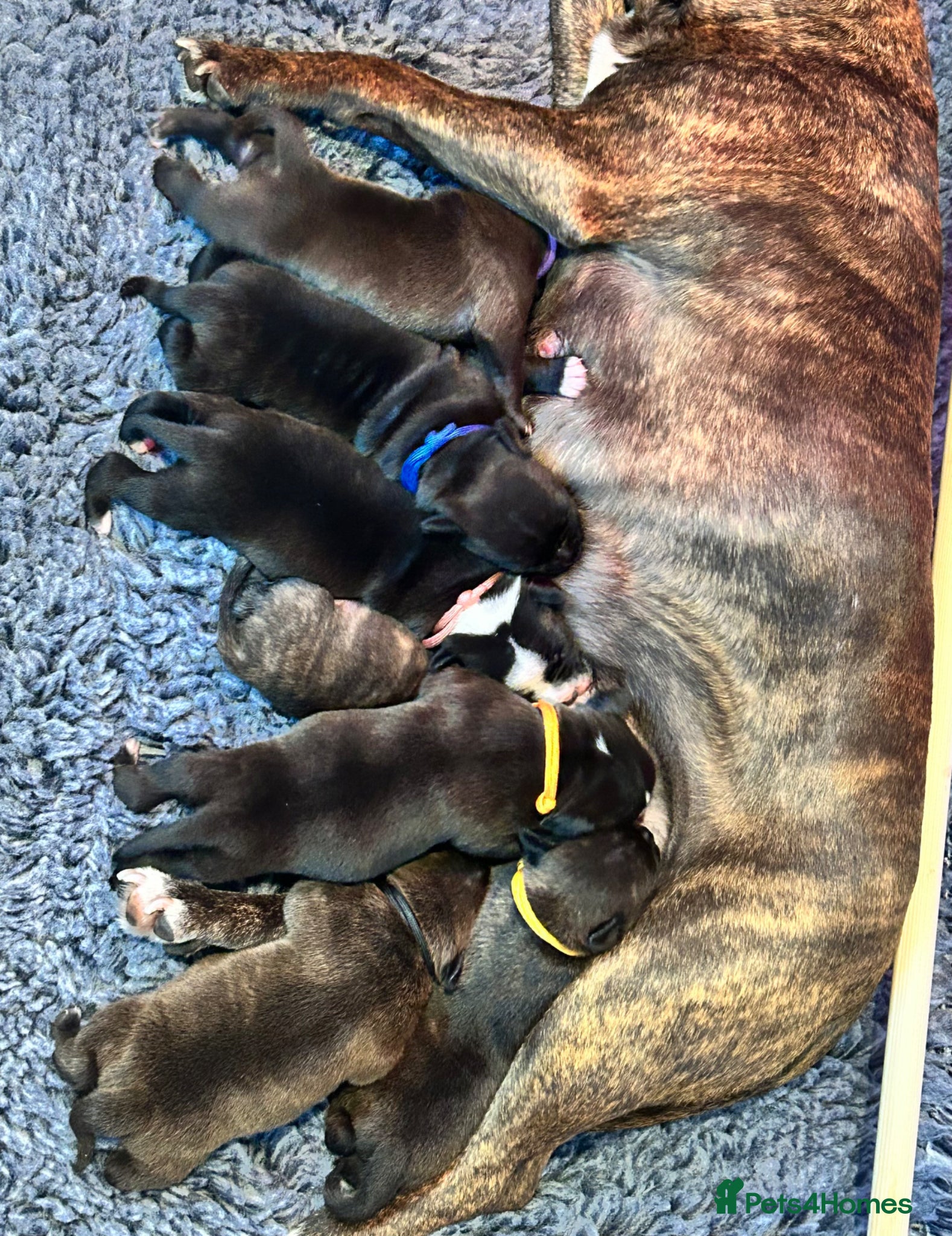 Staffordshire Bull Terrier dogs Staffordshire bull terrier puppies  - Advert 3