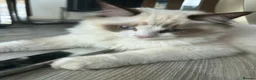 Ragdoll cats for sale: Rare European Long-Haired Ragdoll Kittens - Advert 4