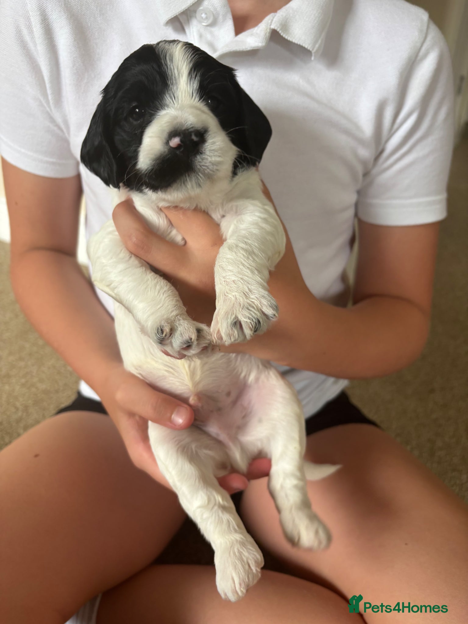 Mixed Breed dogs Beautiful Cocker Spaniel Mix Puppies for sale - Advert 2