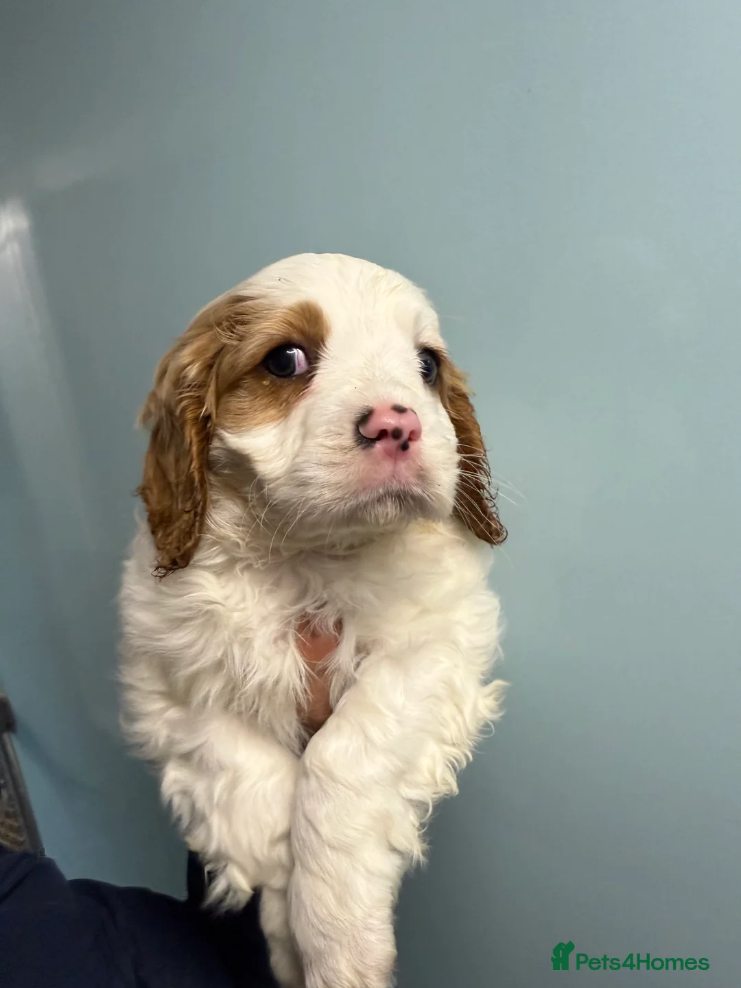 Mixed Breed dogs for sale: Ready Now Cracking Cockalier Boys  - Advert 5