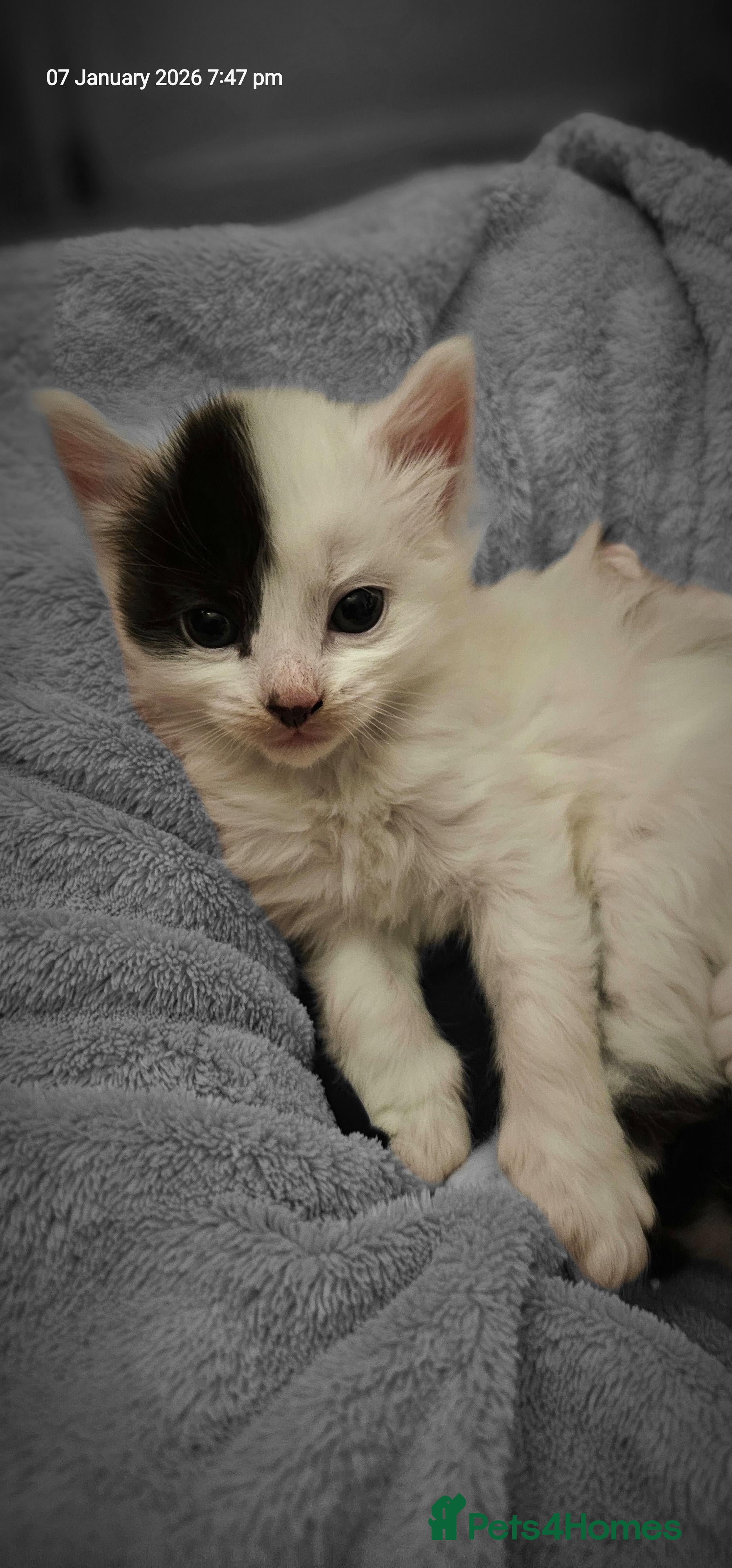 Mixed Breed cats One half Siamese female left  - Advert 1