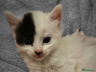 Mixed Breed cats One half Siamese female left - Advert 1