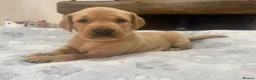 Labrador Retriever dogs for sale: Quality Kc Fully Health Tested Labrador Puppies  - Advert 17