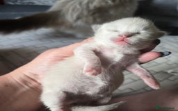 Mixed Breed cats for sale: 🎊RESERVED🎊💖Pure Blue-point mitted Ragdoll ♀️💖 - Image 12