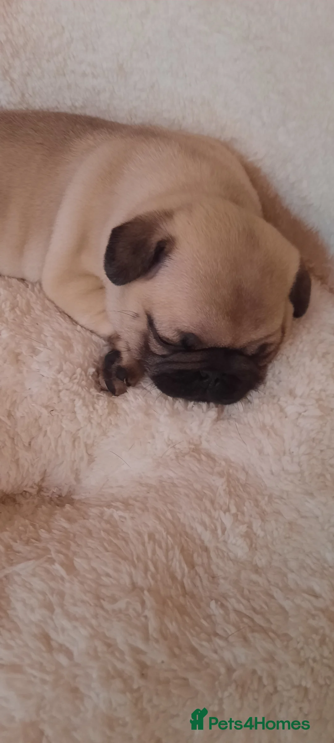 Pug dogs for sale: Pug puppies for sale  in Thornton-Cleveleys - Advert 2
