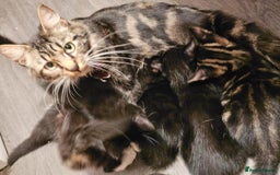 Mixed Breed cats for sale: adorable kittens are looking for a new home - Image 20
