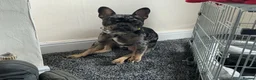 Mixed Breed dogs for sale: Blue Merle French Bulldog  - Advert 2