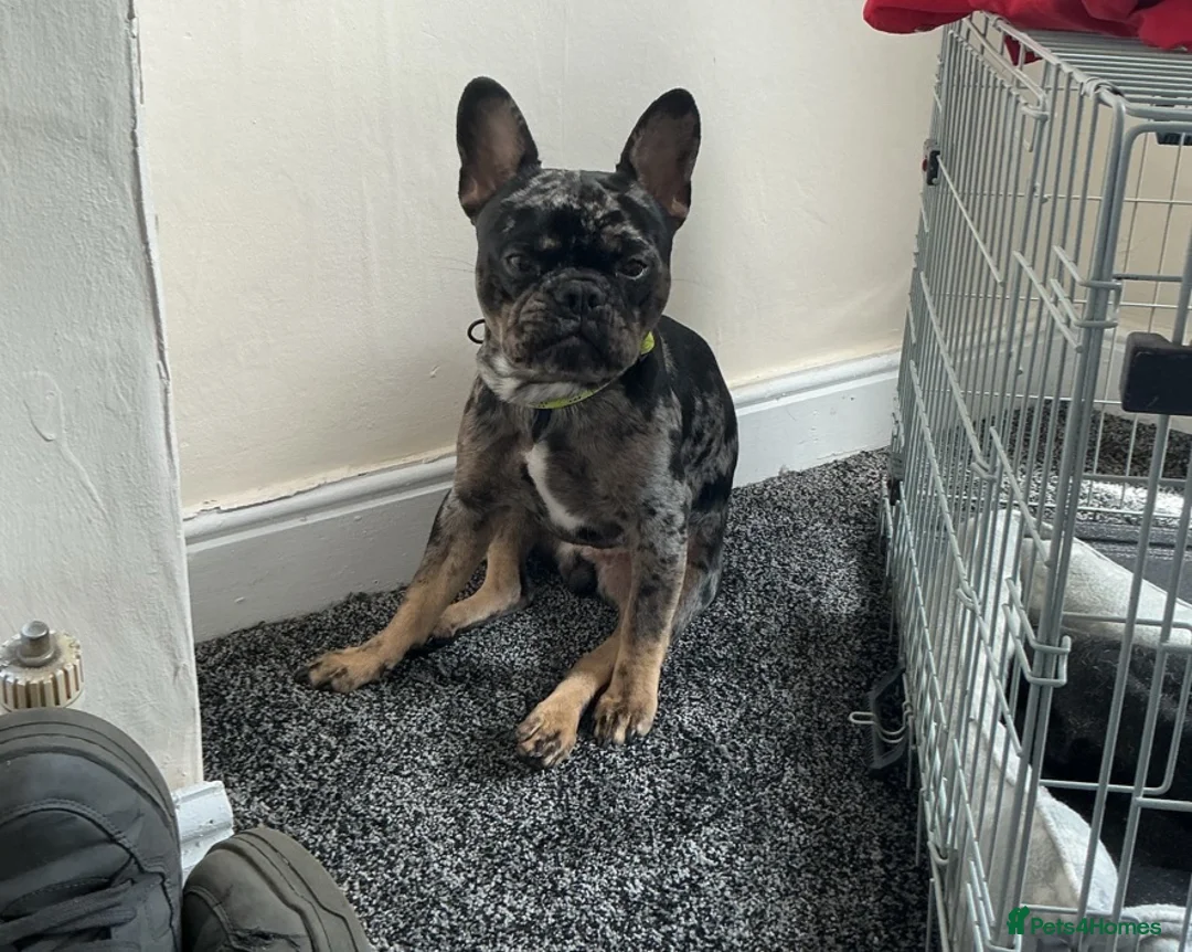 Mixed Breed dogs for sale: Blue Merle French Bulldog  - Advert 2