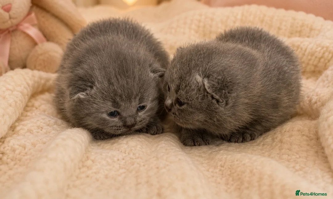 British Shorthair cats for sale: British Shorthair Pedigree Kittens in Glasgow - Advert 1