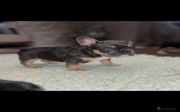 French Bulldog dogs for sale: French bulldog puppys - Image 5