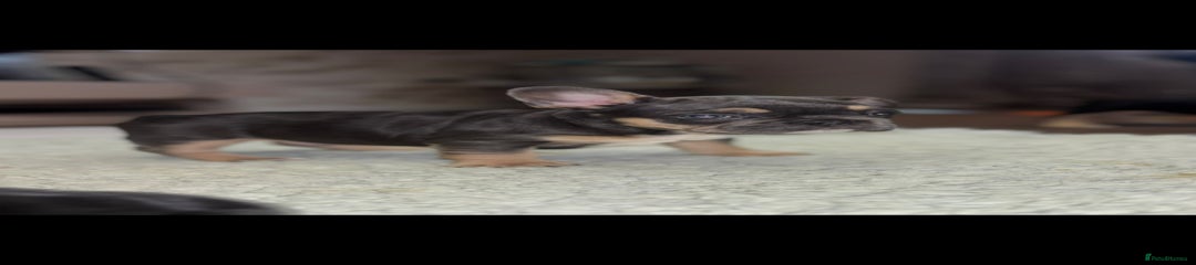 French Bulldog Puppy 4