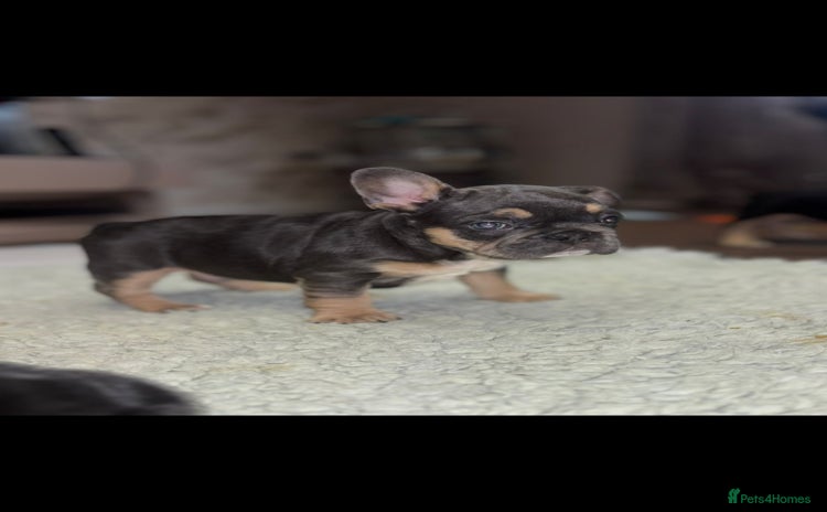 French Bulldog dogs - Advert 14