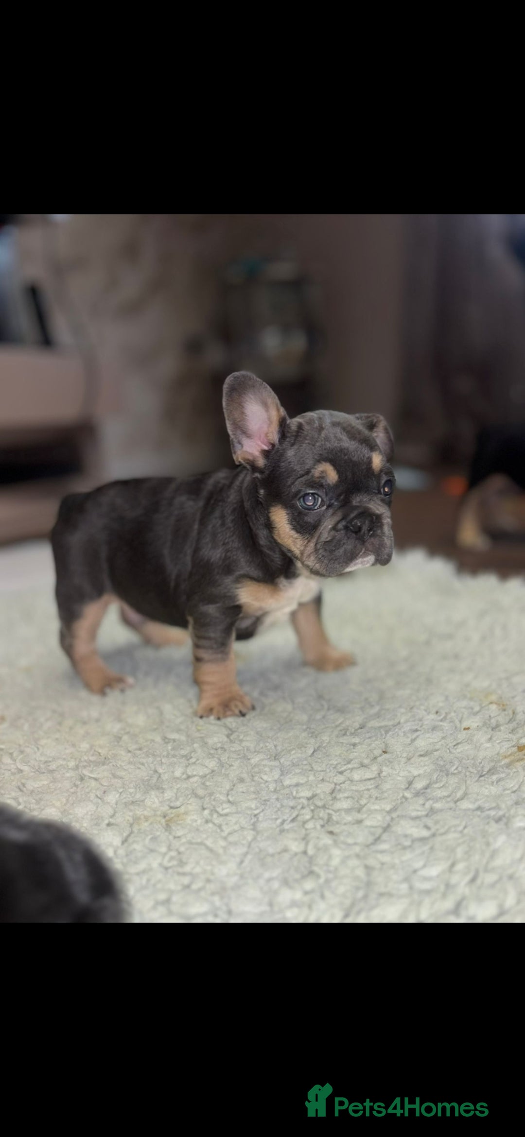 French Bulldog dogs for sale: French bulldog puppys - Image 5