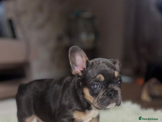 French Bulldog dogs - Advert 14