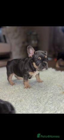 French Bulldog dogs - Advert 7