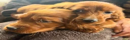 Irish Setter dogs for sale: TWO BOYS AVAILABLE READY TO LEAVE - Advert 18