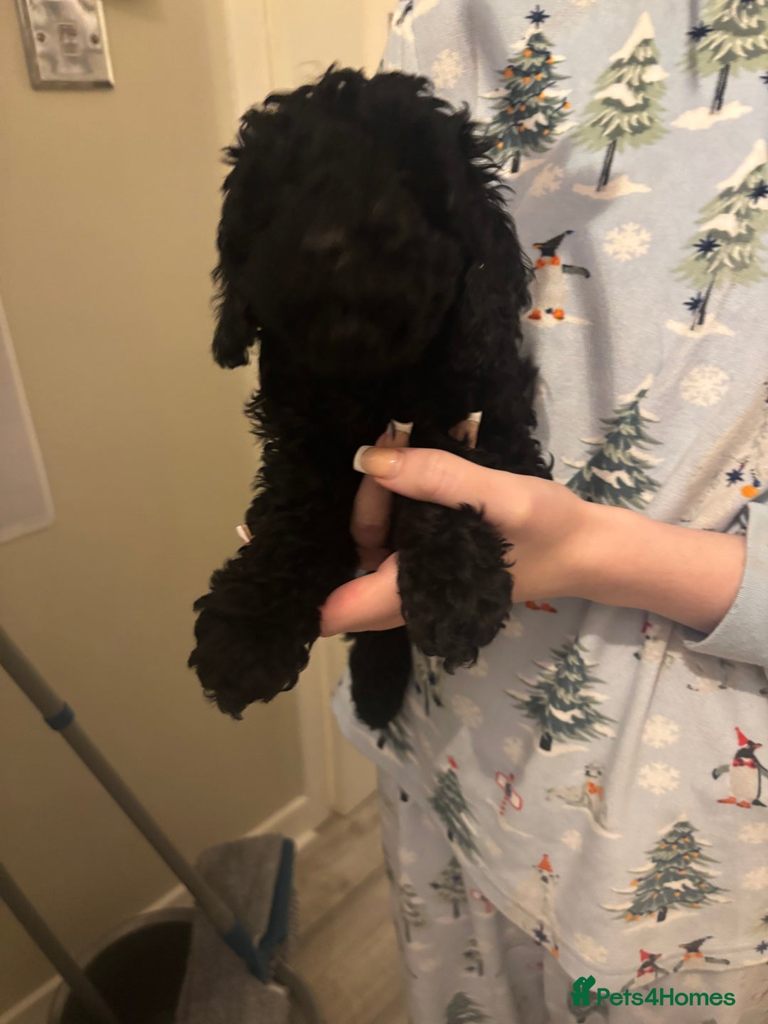 Toy Poodle dogs for sale: Toy poodle boy ready to leave now - Advert 11