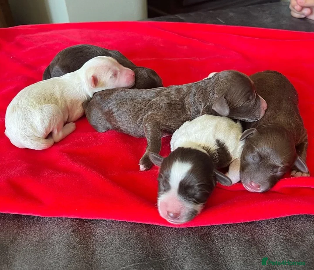 Miniature Schnauzer dogs for stud: KC Reg Choc/White Min Schnauzer MAC +BVA Clear in Coventry - Advert 36