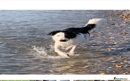 Border Collie dogs for stud: Beautiful border collie for stud -proven in Southampton - Image 5