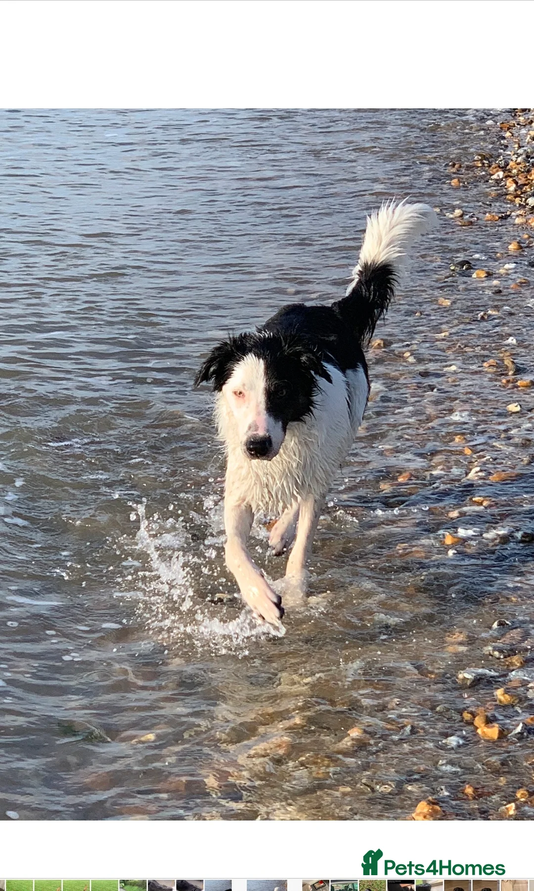 Border Collie dogs for stud: Beautiful border collie for stud -proven in Southampton - Advert 5