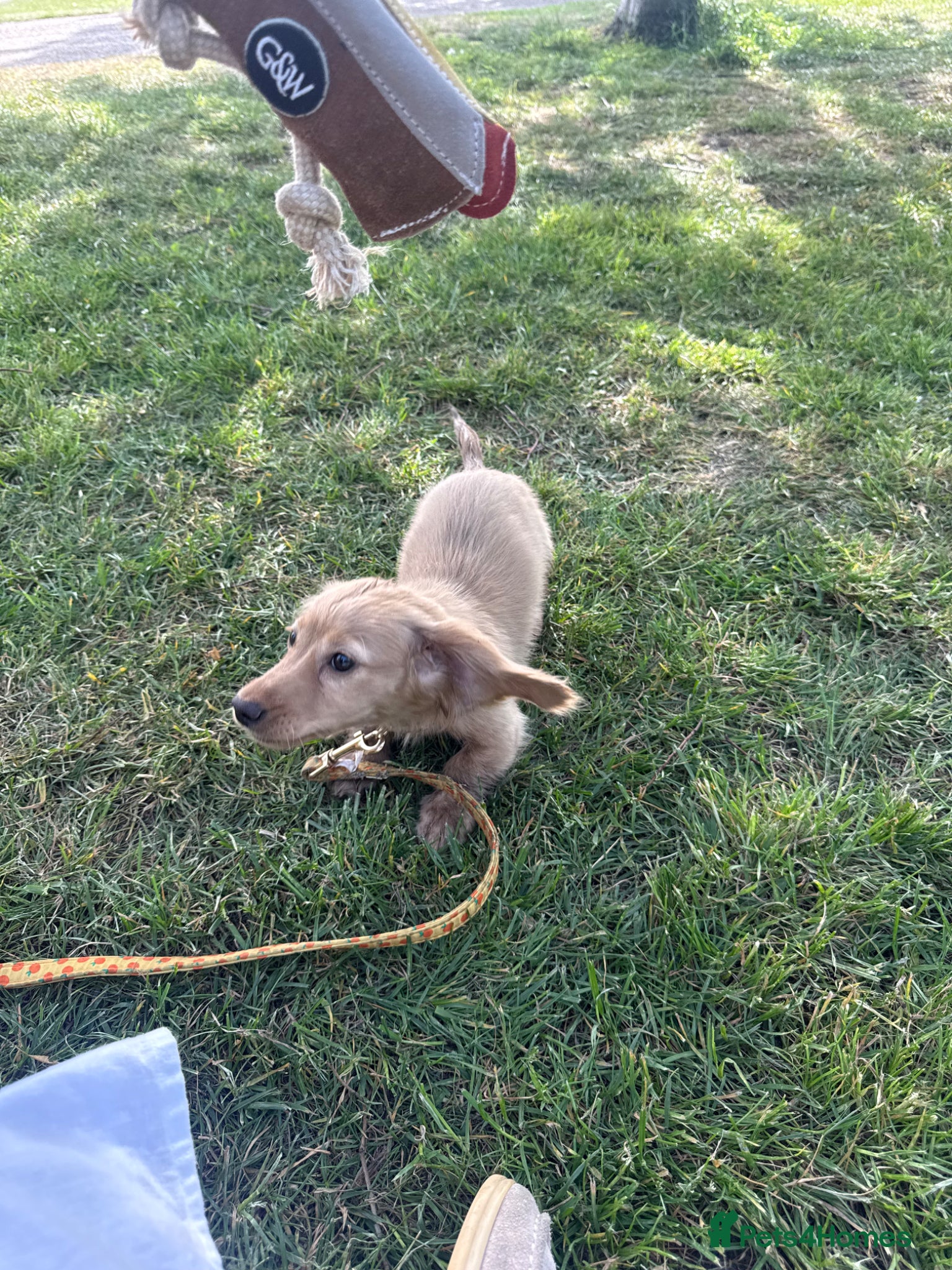 Miniature Dachshund dogs for sale: Cream miniature dachshund  - Advert 4