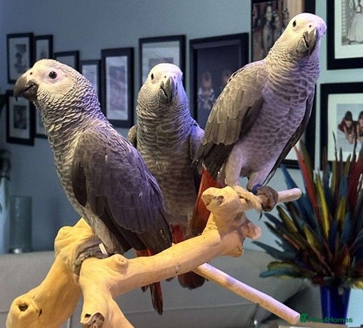 Parrots birds Premium African Grey Parrots–Exceptional Mimics - Advert 7
