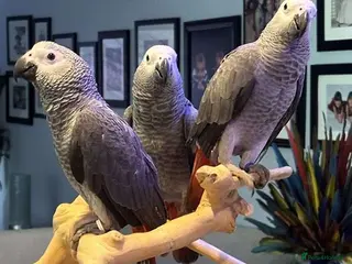 Parrots birds Premium African Grey Parrots–Exceptional Mimics - Advert 7