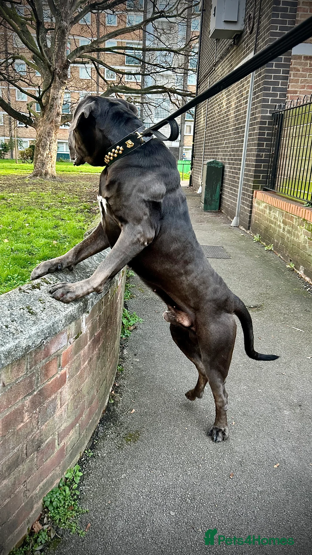 Cane Corso dogs for stud: Handsome Big Lad up for STUD - Advert 2