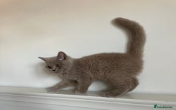 British Shorthair cats for sale: Ready🏡British Shorthair Chuky Kittens - Image 25