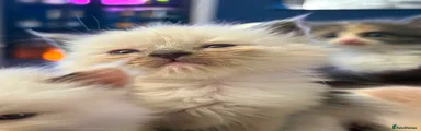 Ragdoll 7