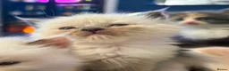 Ragdoll cats for sale: ✨Beautiful Ragdoll Kittens✨ - Advert 9